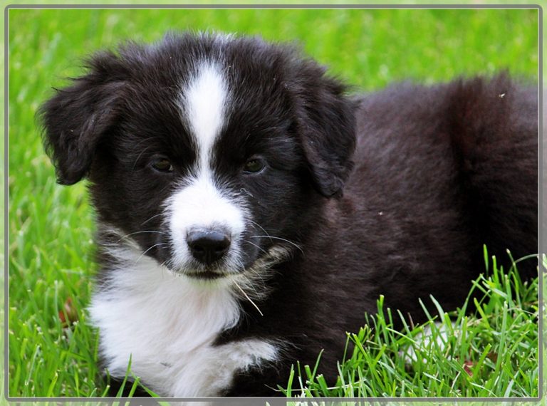 Old-time Australian Shepherds 