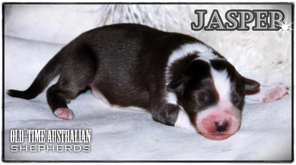 jasper