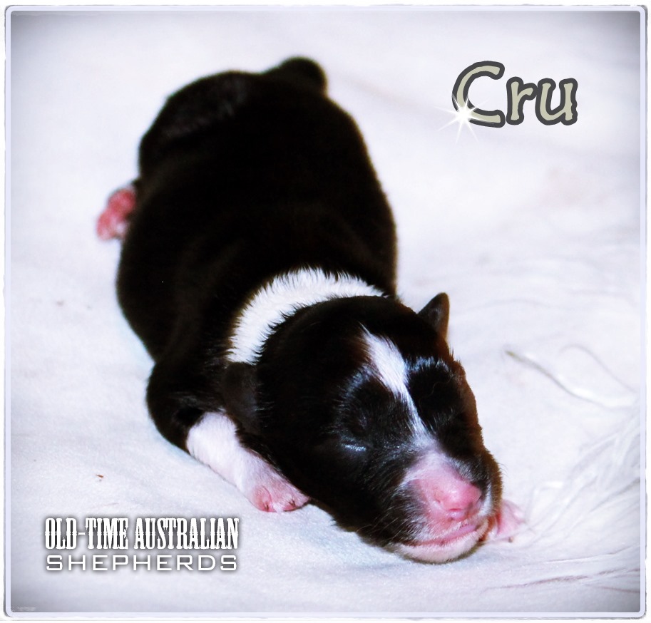 cru