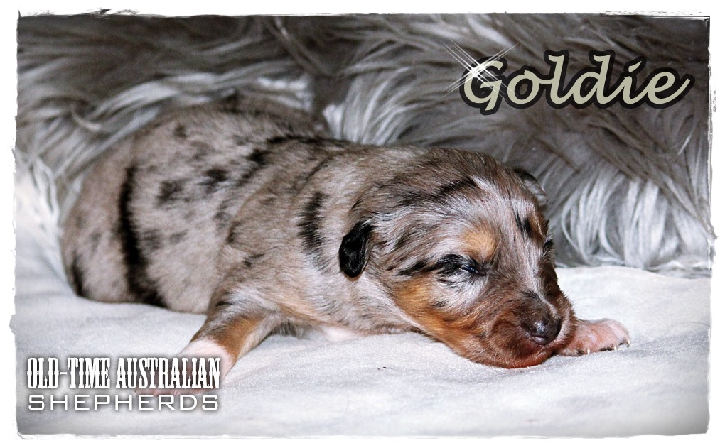 goldie