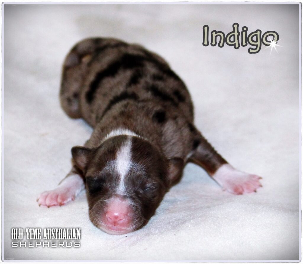 indigo