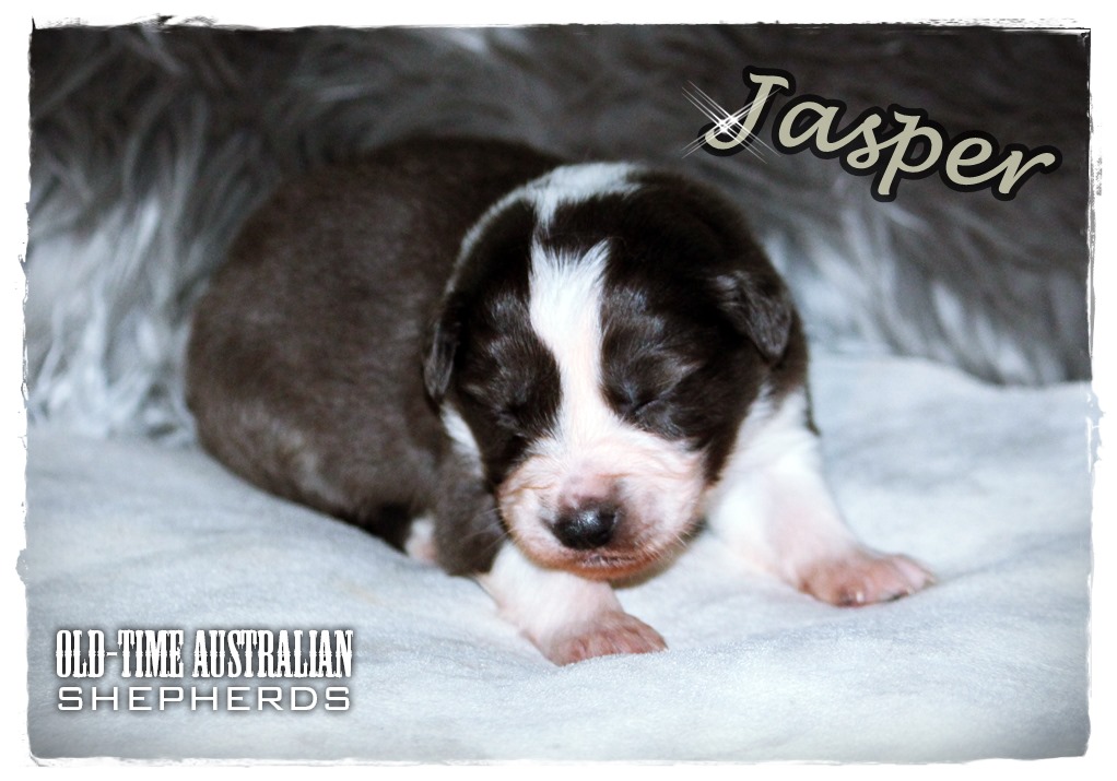 jasper