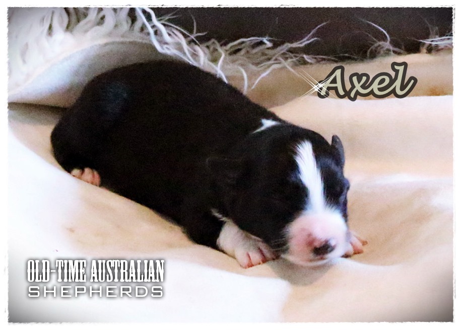 axel