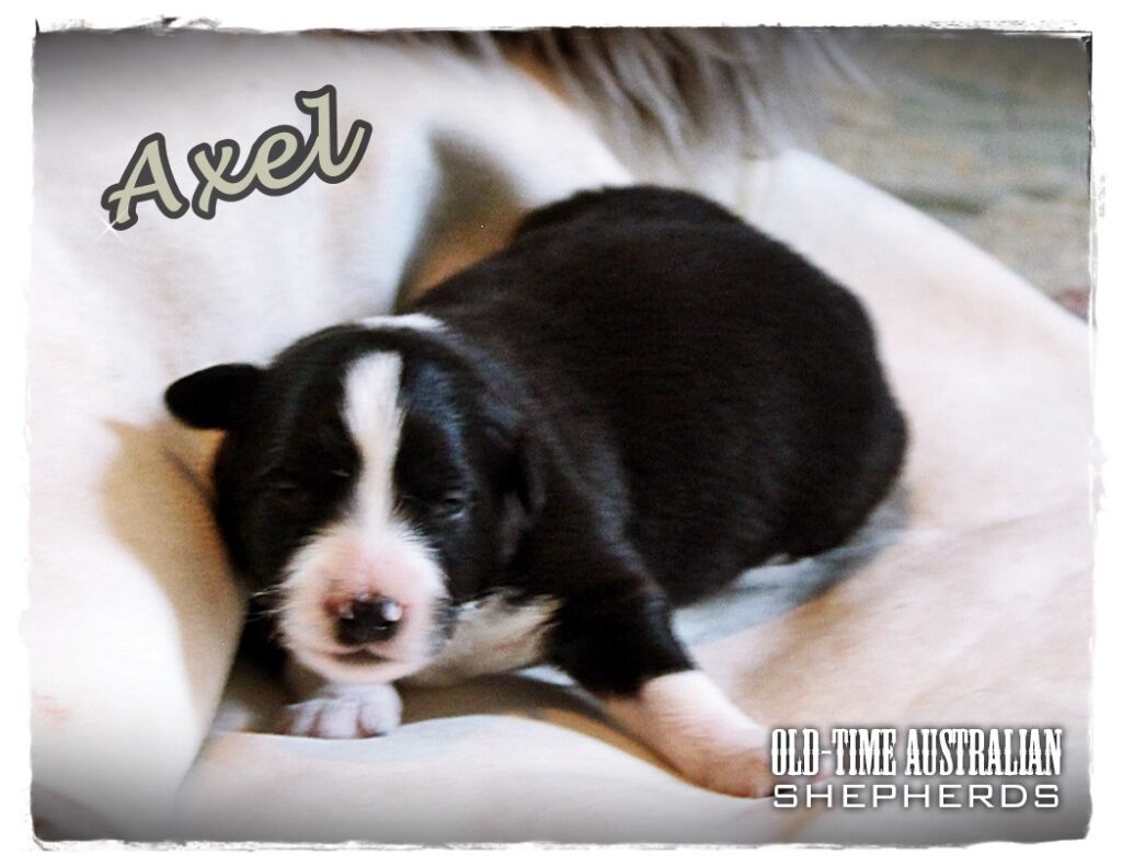 axel