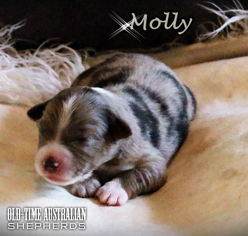 molly