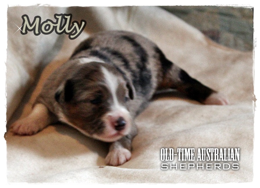 molly