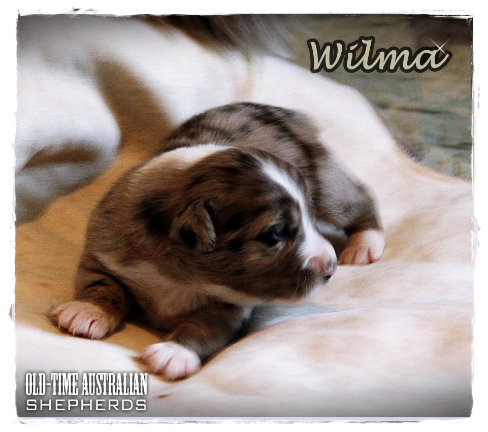 wilma