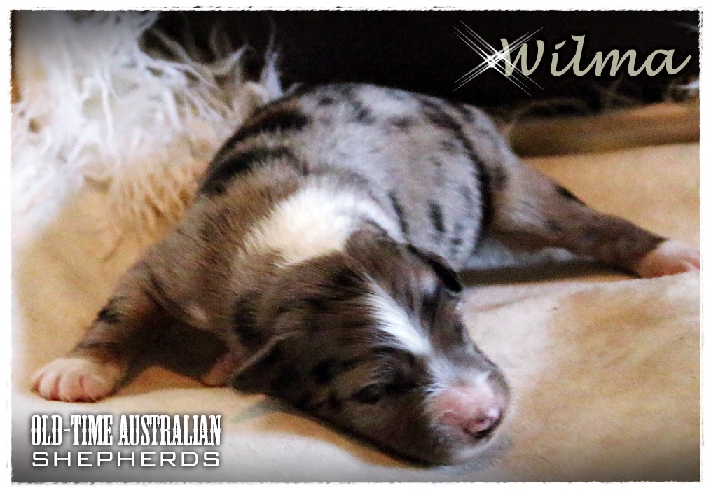 wilma1